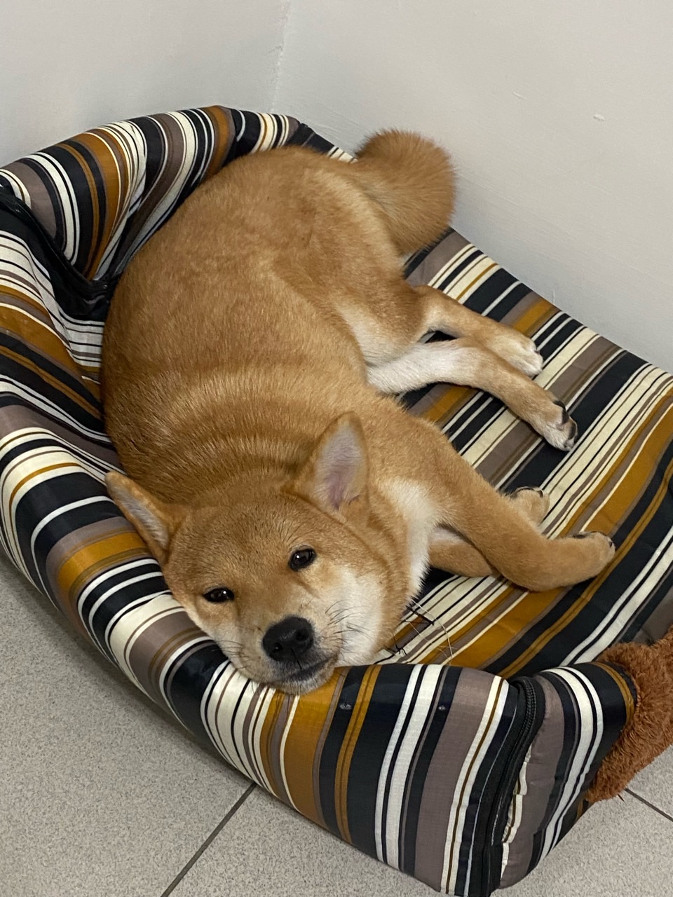 A Shiba Inu dog rests comfortably in its striped dog bed.