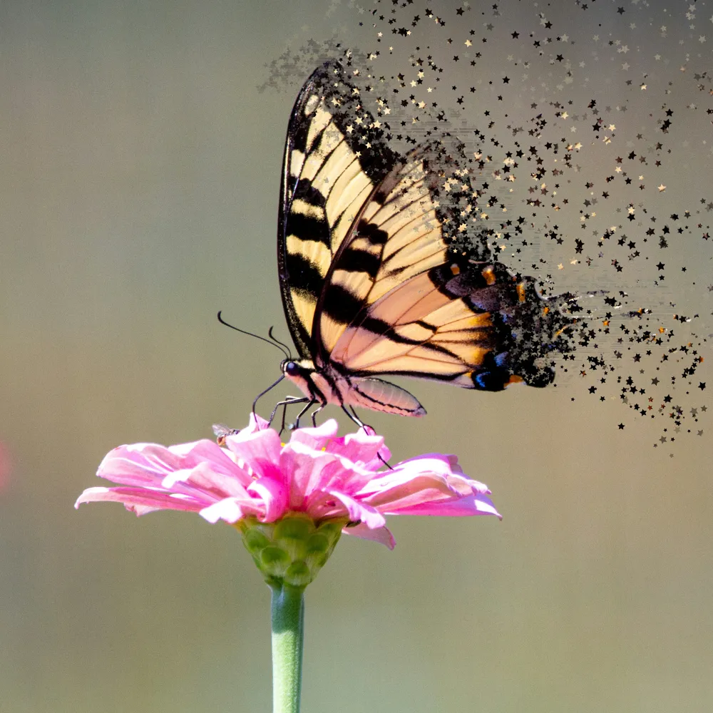 The same photo with the butterfly's right wing breaking apart into star-shaped particles