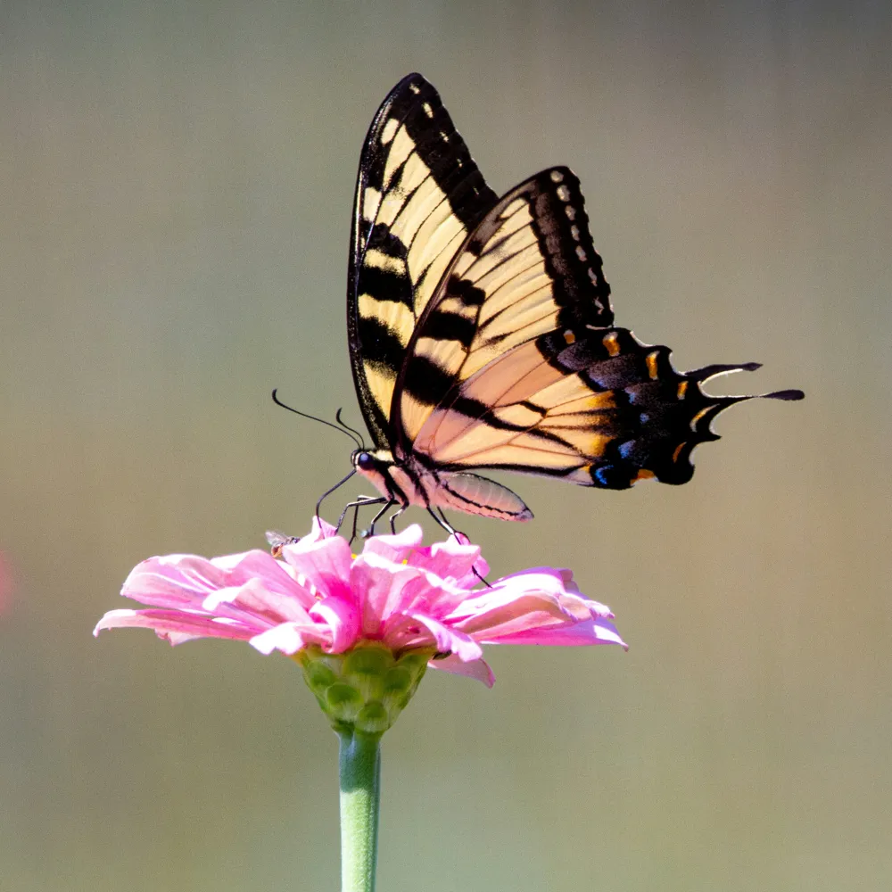 A photograph of a butterfly resting on a pink flower