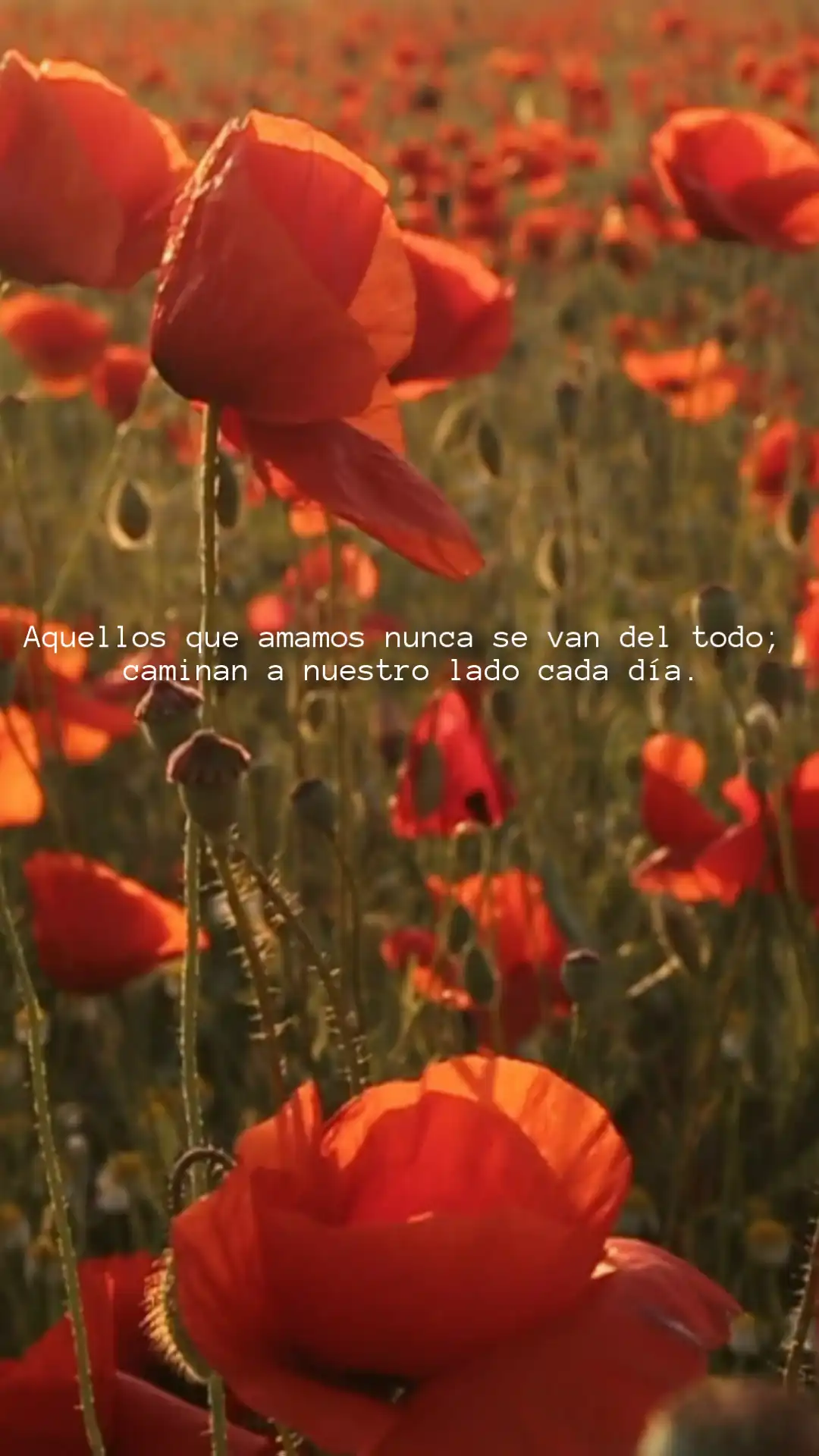 Mensajes de condolencias cortos