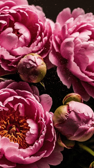 Animiertes Muttertags-GIF mit goldenem Schriftzug Alles Liebe zum Muttertag, der langsam über blühenden rosa Pfingstrosen erscheint, umgeben von glitzerndem Goldstaub.