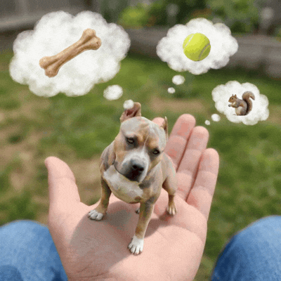 a tiny american bully stands on his owner's palm and thinks about his favorite snack