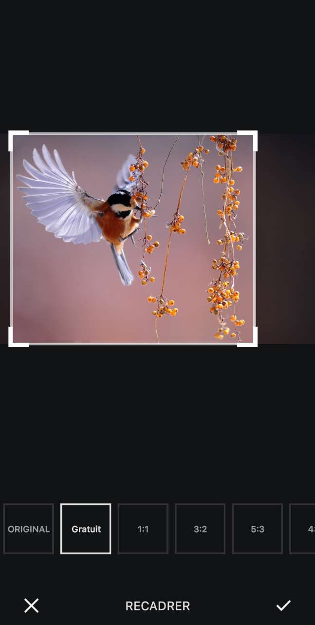 Instasize - Application pour rogner une image