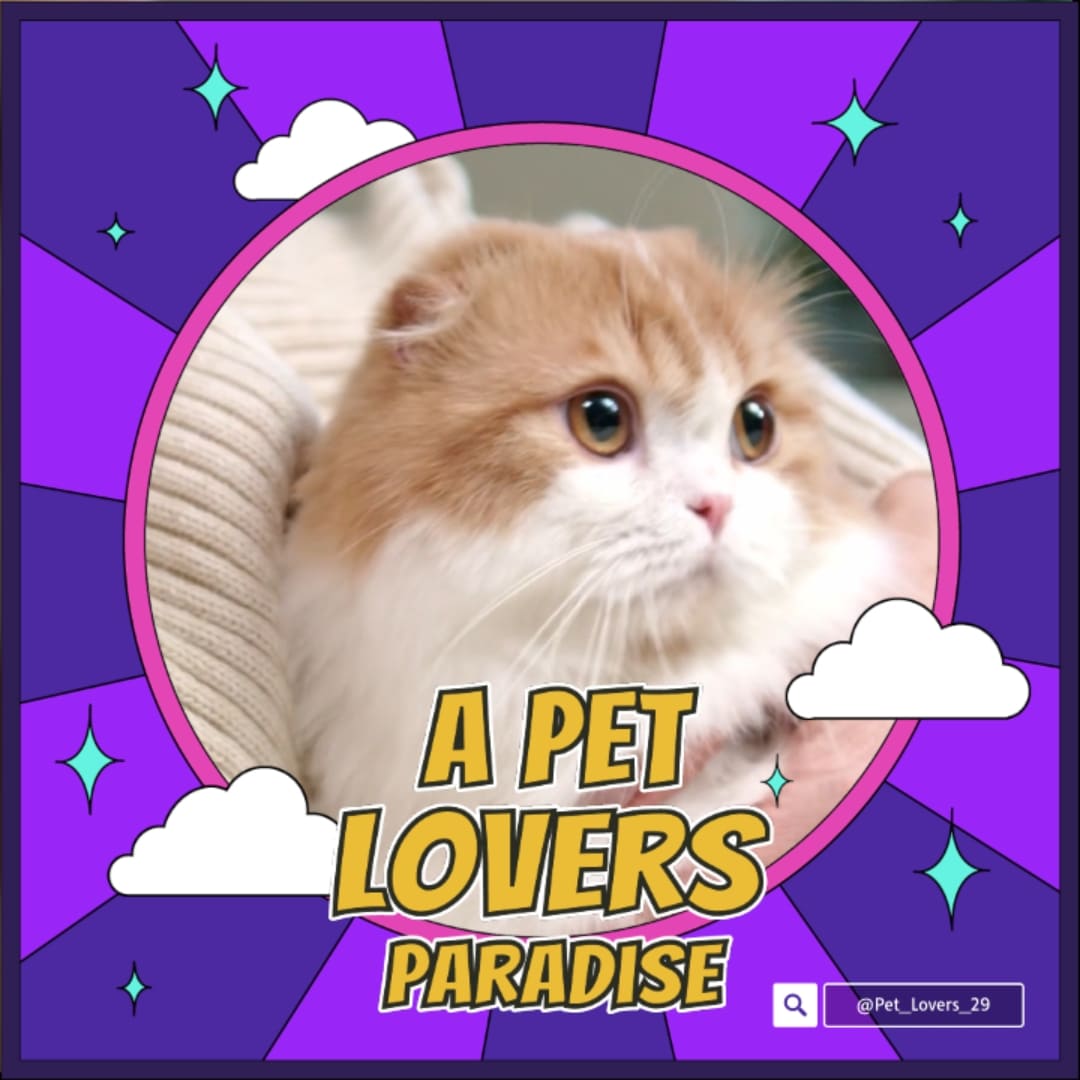 Promeo App - template Instagram gratuit