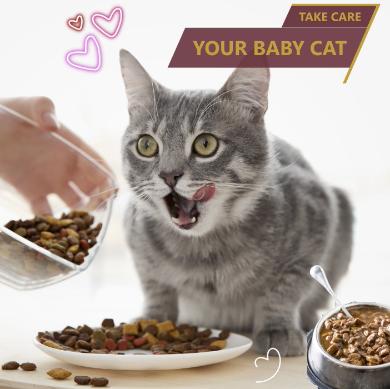 Take Care Your Baby Cat - Best for Pets
