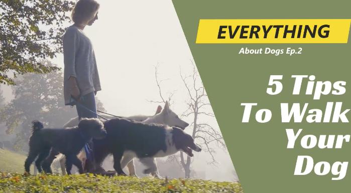 Tips for Pets - Best for Pet Lovers