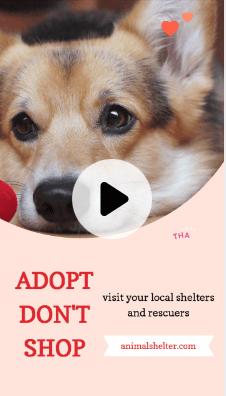 Adopt Don’t Shop Template