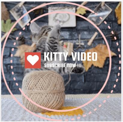 Kitty Video Template - Best for Pets 