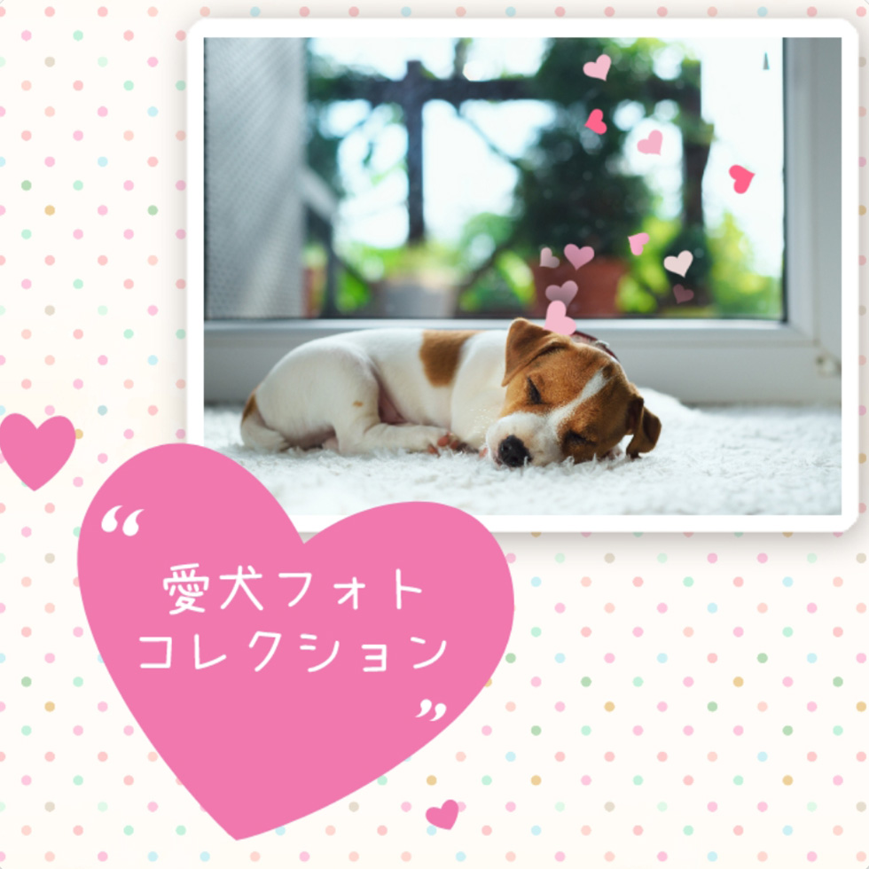 851 コチカクット