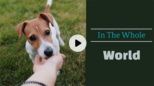 Pets Template - Best for Anything Pet Related