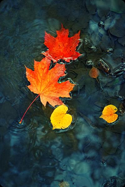 Use the best photo editor app, PhotoDirector