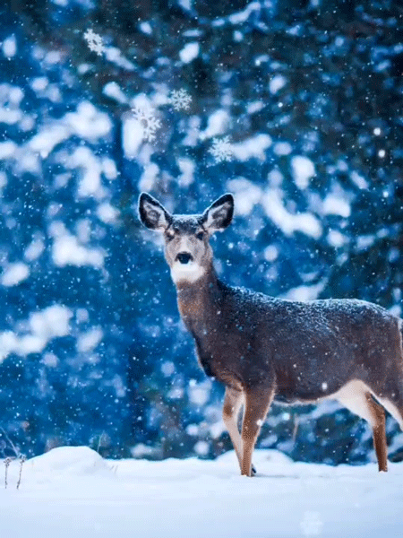 Use the best photo editor app, PhotoDirector