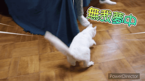 Demo