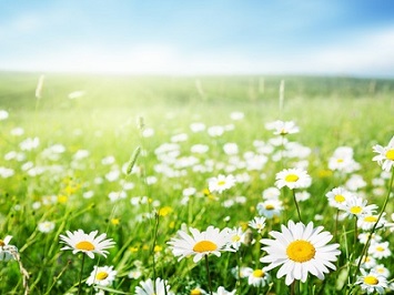 Spring Stock Images