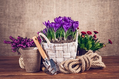 Spring Stock Images