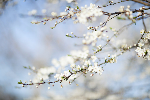 Spring Stock Images
