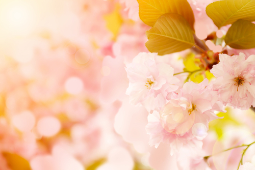 Spring Stock Images