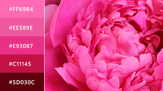 Hot Pink Color: Everything You Need to Know