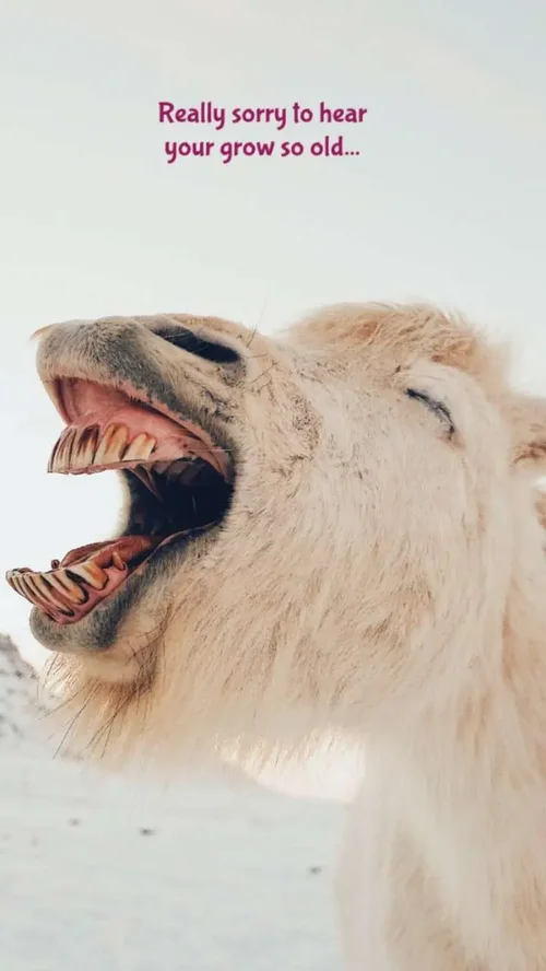 Migliaia di Modelli per Compleanno