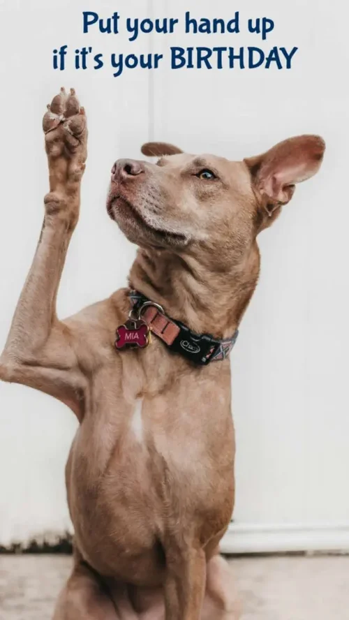 Migliaia di Modelli per Compleanno