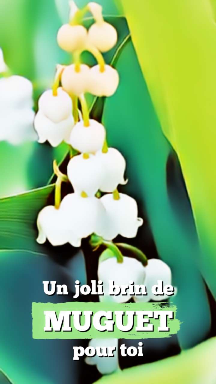 Meilleurs modèles du 1er mai