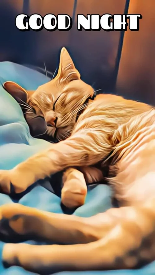 Meilleurs modèles pour souhaiter une bonne nuit romantique