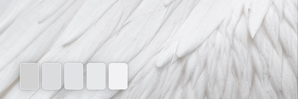 White Color: Everything You Need to Know