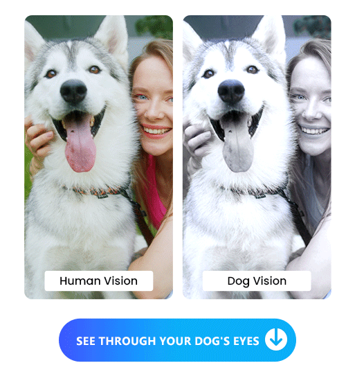 PowerDirector App - Dog Color Filter