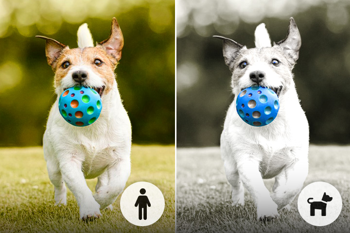 Dog Vision Filter: See the World Through Your Dog’s Eyes!
