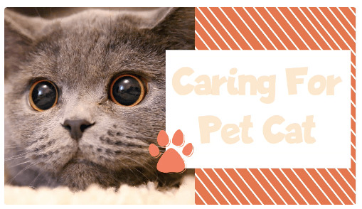Caring for Pet Cat Template - Best for Pets