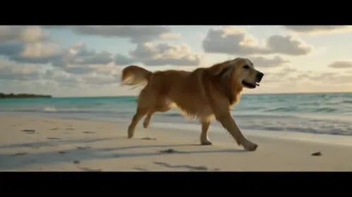 Google AI Studio Veo2 影片生成教學