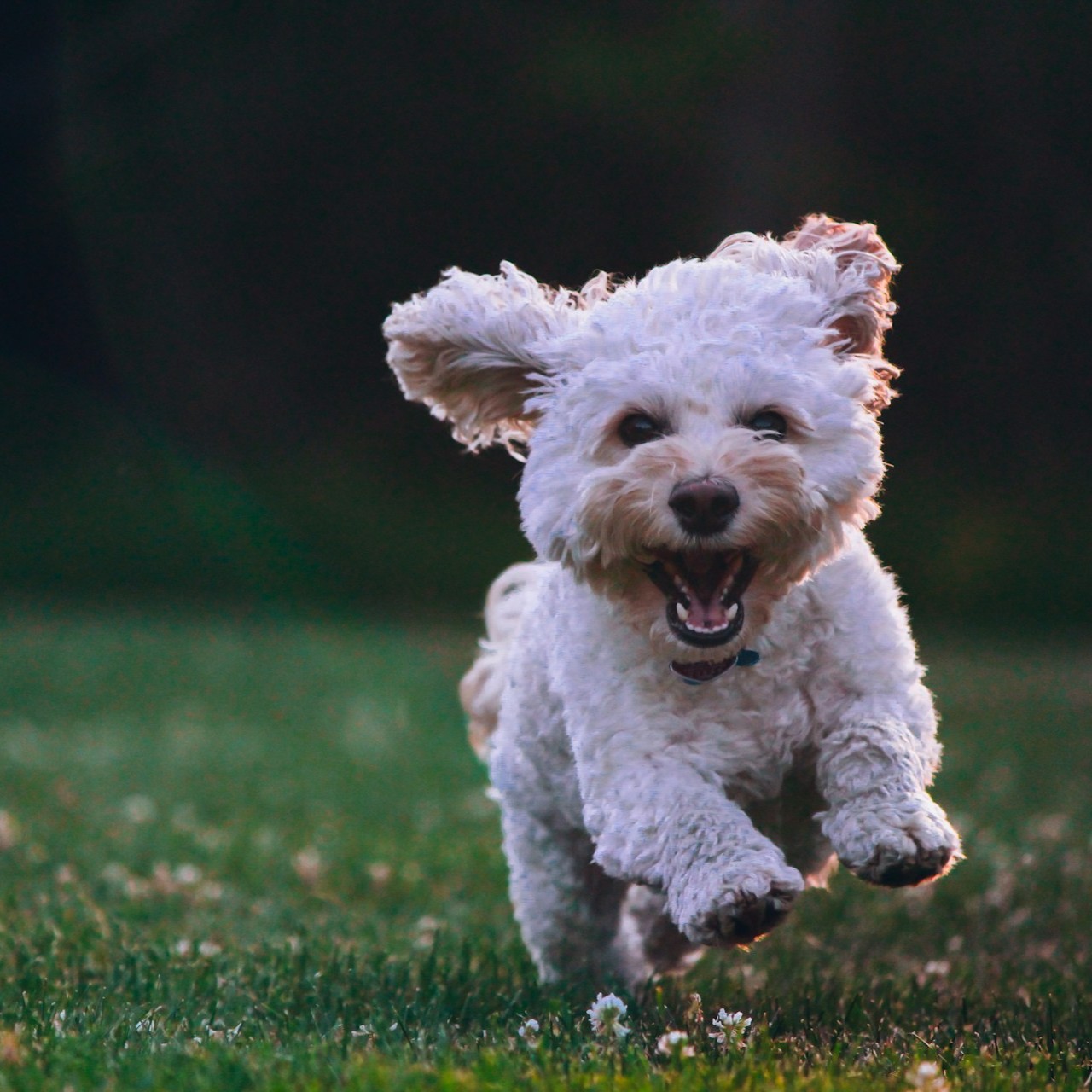 威力導演 AI 影片生成