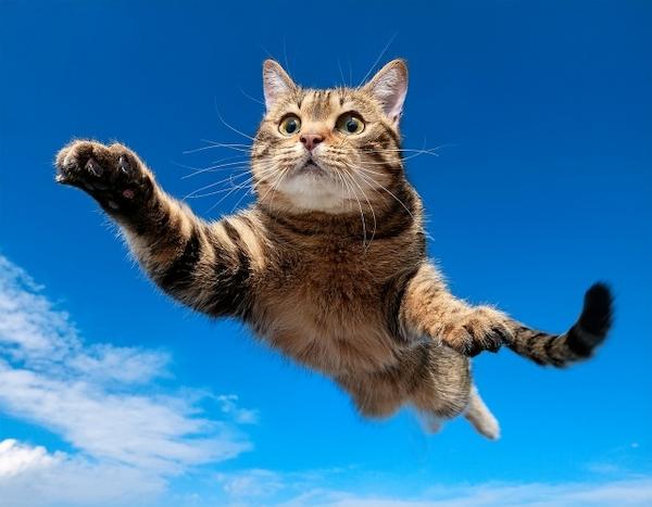 AI膨張動画生成前