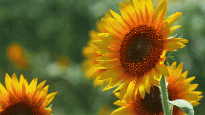 Fotos mit KI zum Leben erwecken