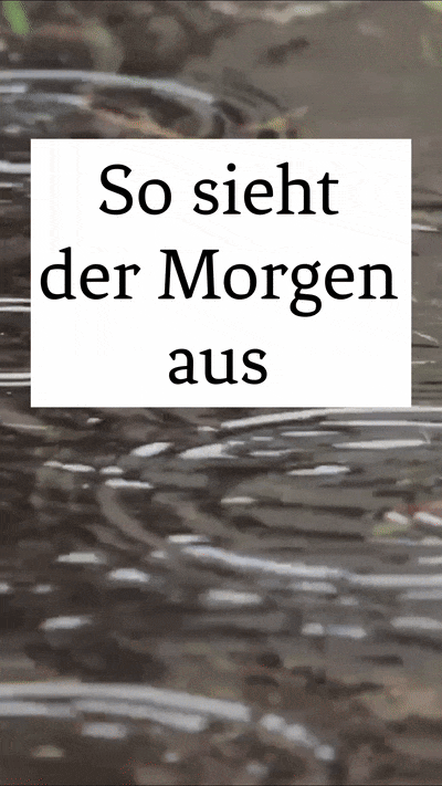 Guten-Morgen-Video mit Wetter