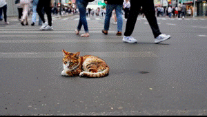 MyEdit AIの動画生成 完成動画1