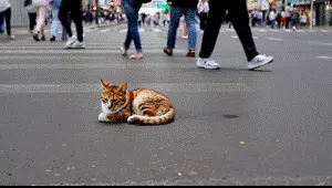 MyEdit AIの動画生成 完成動画１