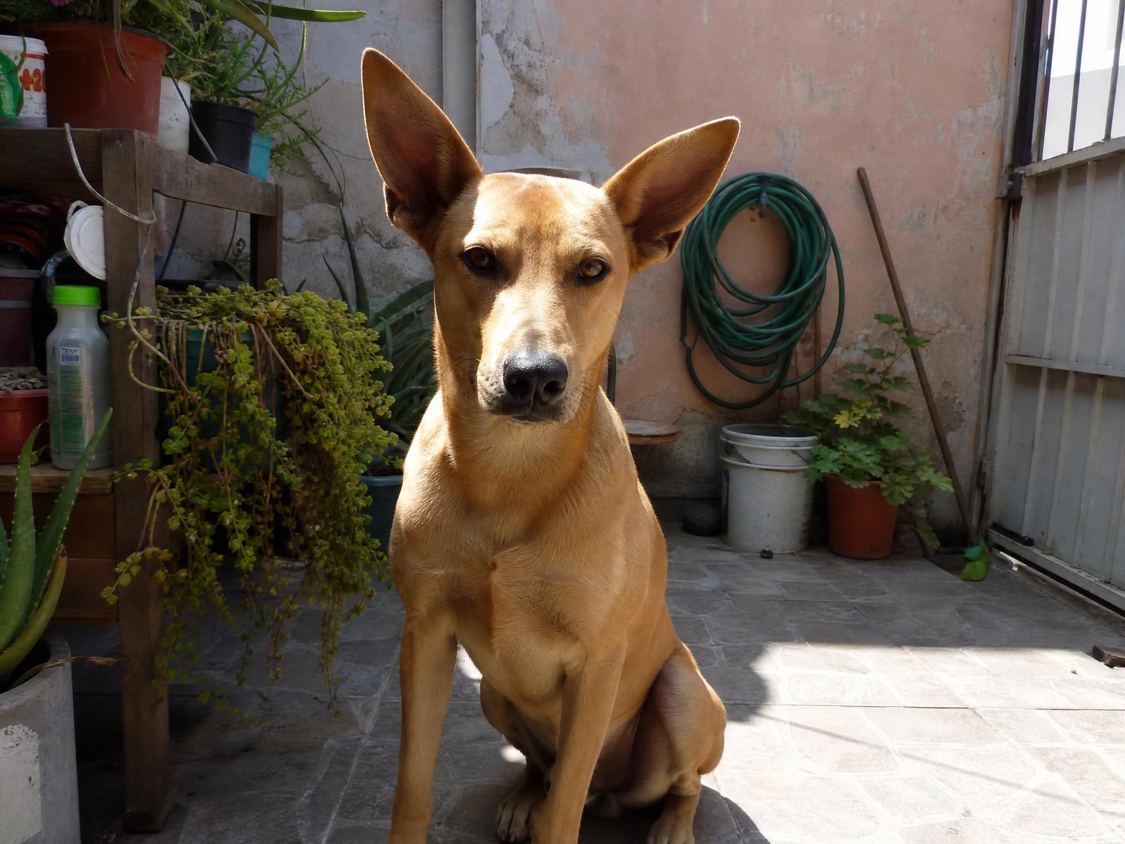 Antes: perro sentado en un patio con macetas y una pared descascarada al fondo