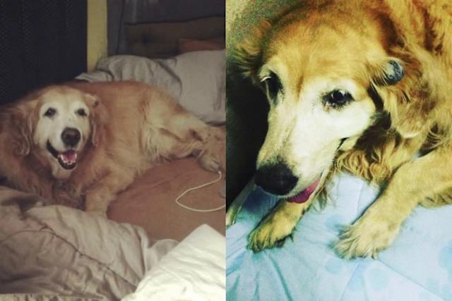 크라이베이비에 대한 재미있는 사실 3가지