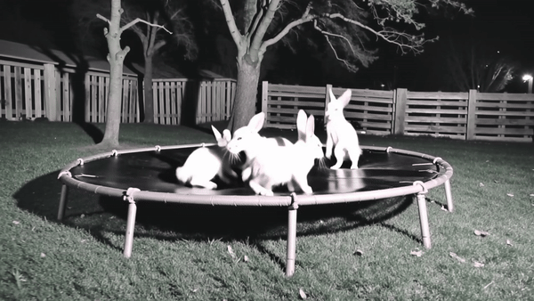 How to Make the AI Bunnies on Trampoline Video Online