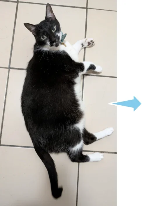 Imagen de referencia de un gato para generar video