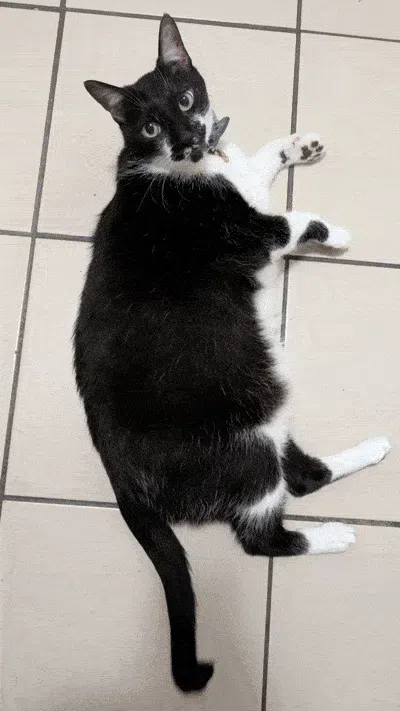 Video resultante de la herramienta Imagen a video de MyEdit