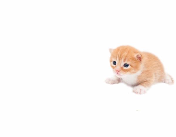 ゲイリーミームの元画像