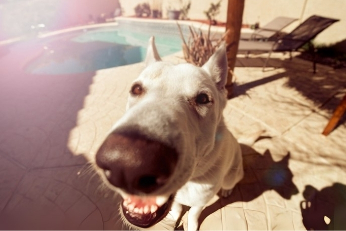 Fisheye Filter: How to Create a Fisheye Effect in Photos