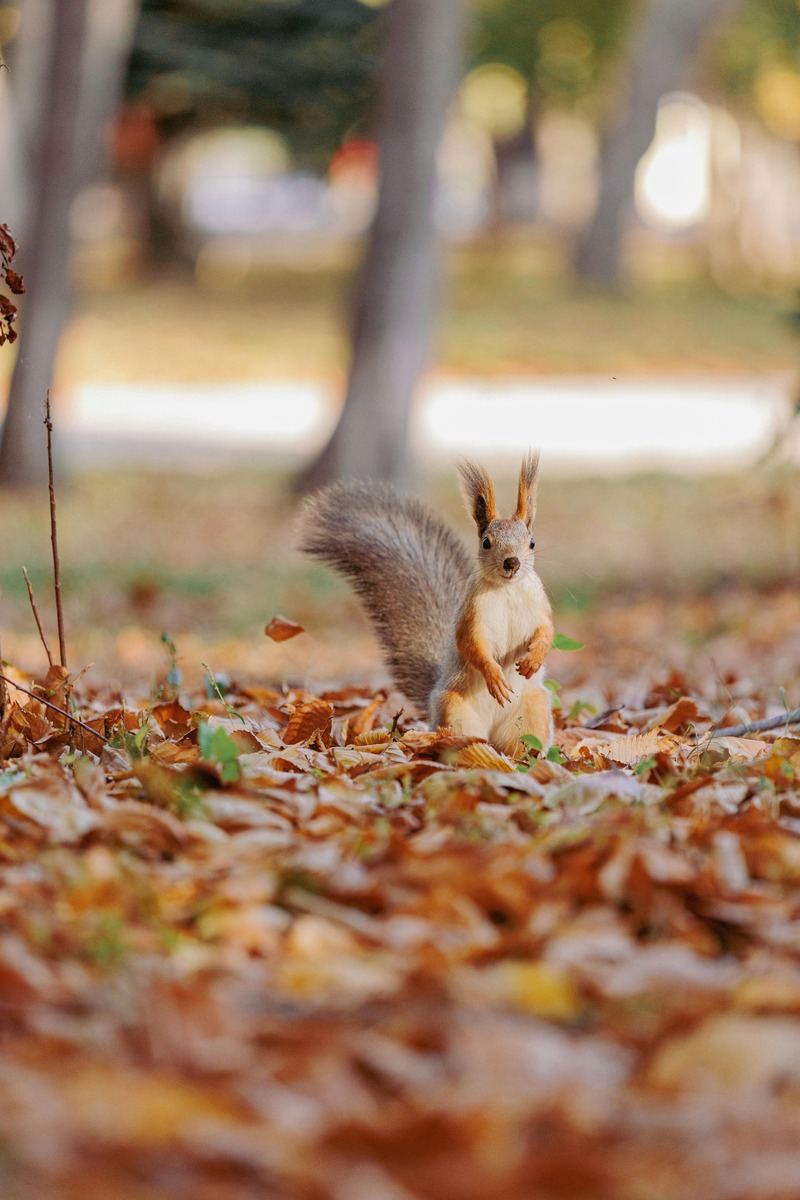 長輩圖背景素材