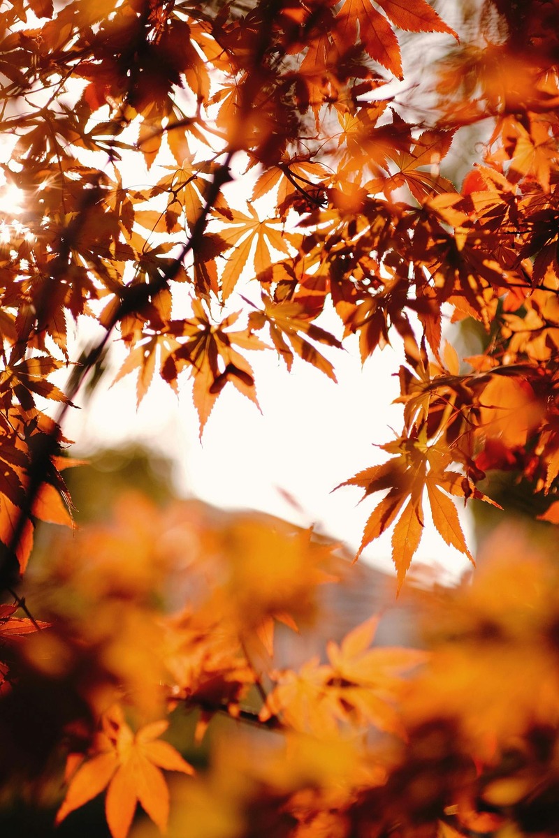 長輩圖背景素材