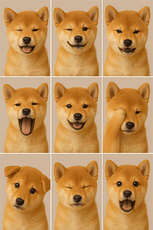 犬証明写真 背景色変更サンプル