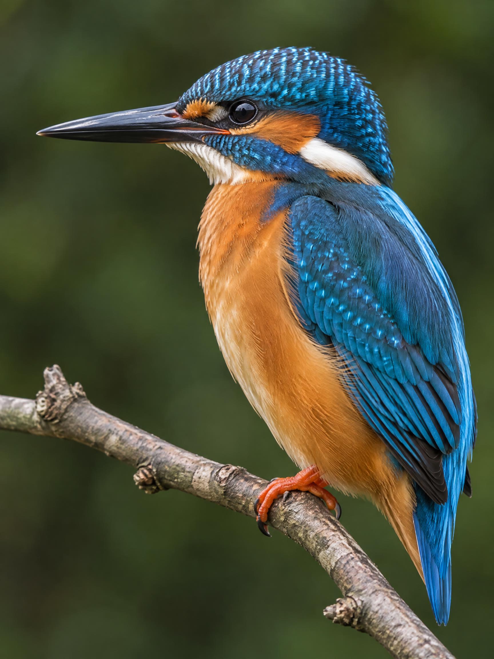The same kingfisher photo encoded at a high bitrate, with sharp feather detail and smooth background gradients