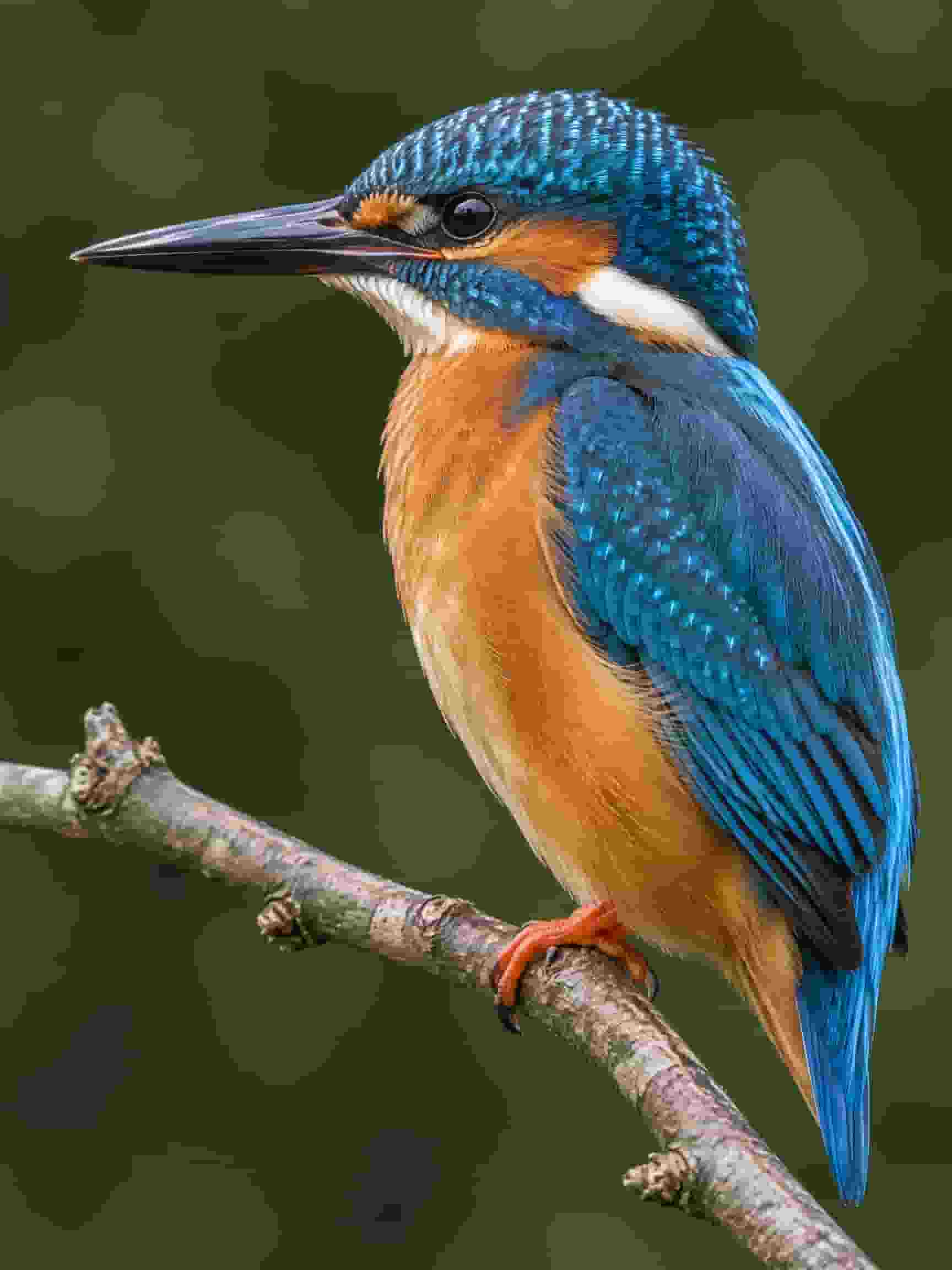 Kingfisher photo encoded at a low bitrate, showing blocky artifacts in the feathers and banding in the blurred background
