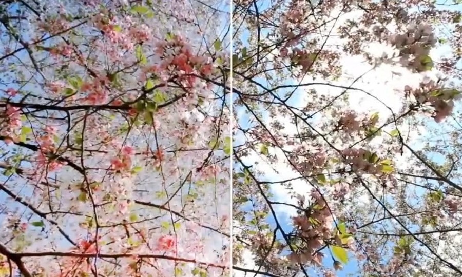 Sakura Filter